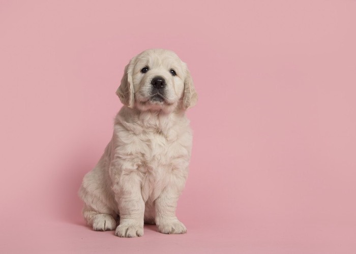 ゴールデンの子犬、ピンクの背景