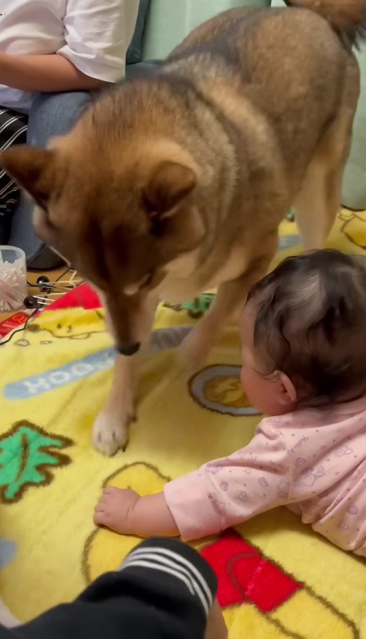 珍しいお客さんもいた