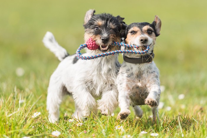 おもちゃをくわえている二頭の犬