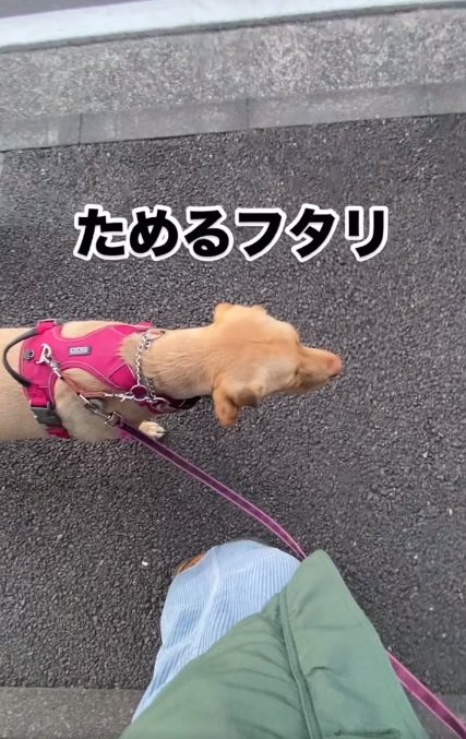 散歩するモゼちゃん