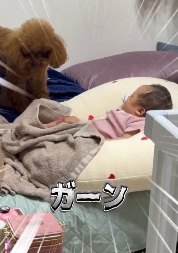 床に落ちたぬいぐるみを見つめる犬