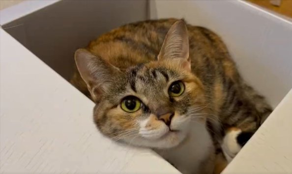 猫