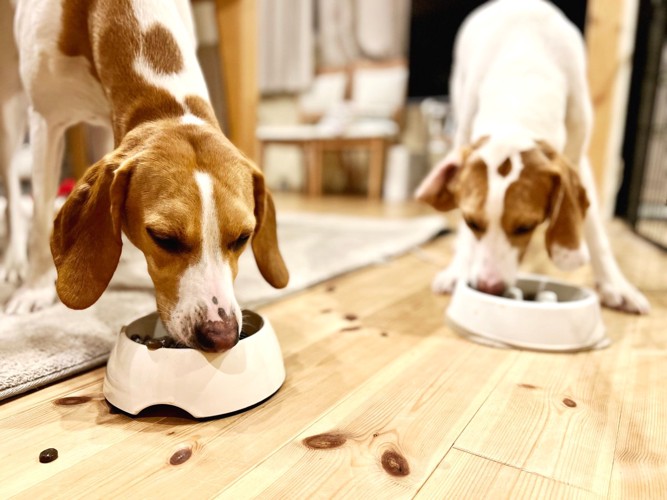 ご飯を食べる2匹の犬