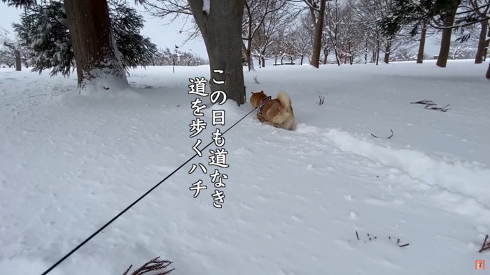 雪国に住むハチくん