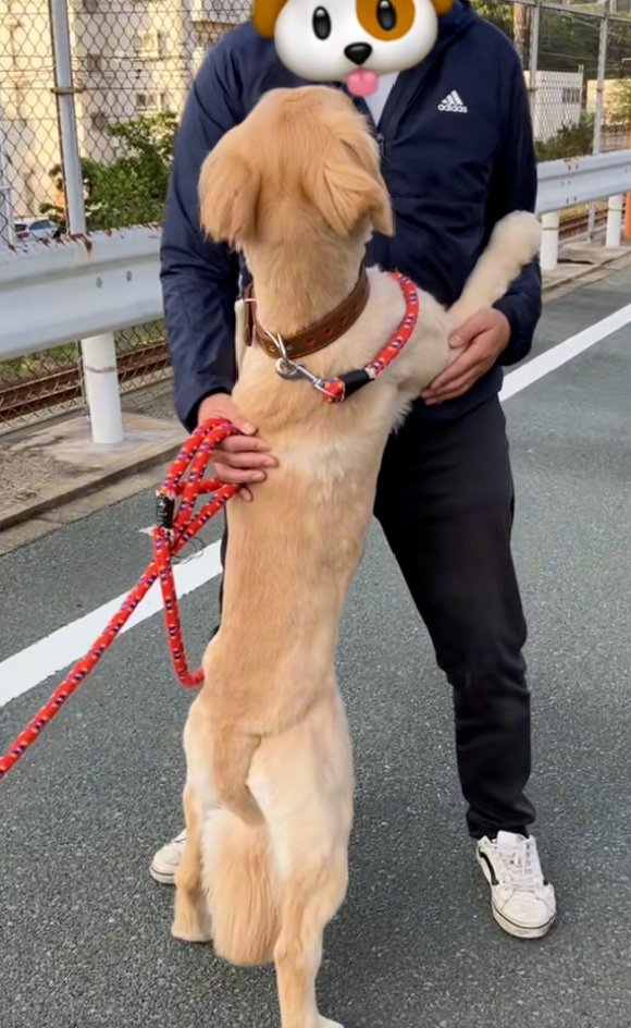 パパを見るわんこ