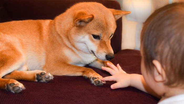 柴犬の前足を触っている赤ちゃん