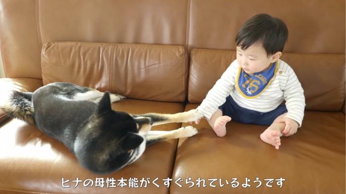 赤ちゃんを見る犬