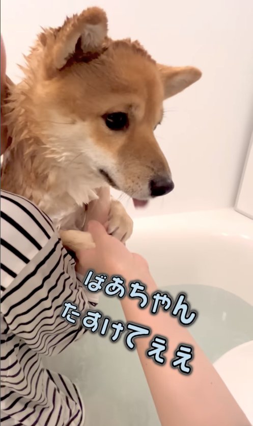 飼い主に抱っこされて、差し伸べられた手を掴む柴犬「ばあちゃんたすけてぇぇ」