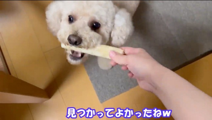 飼い主から渡された骨ガムを咥える犬