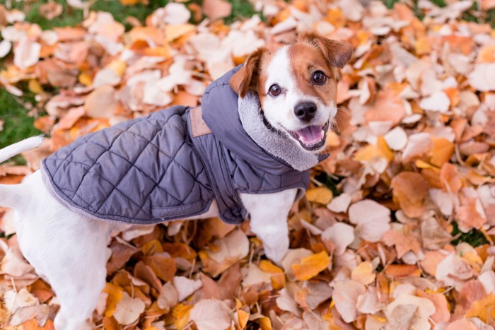 洋服を着て遊ぶ犬