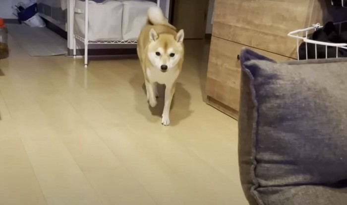 リビングにいる柴犬