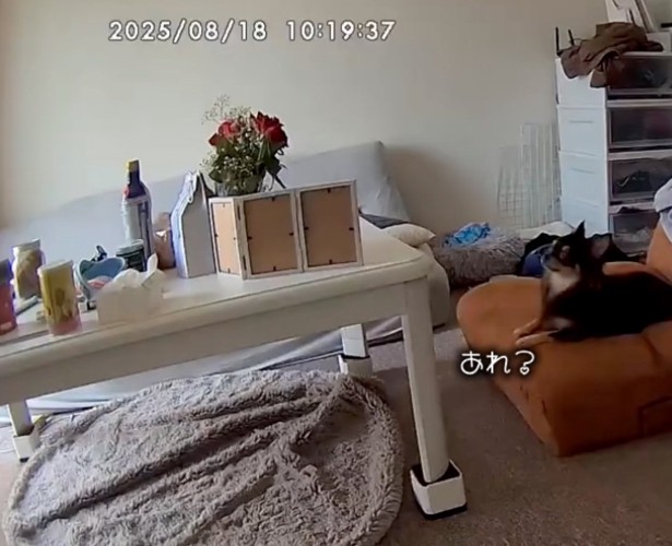 首を伸ばす犬
