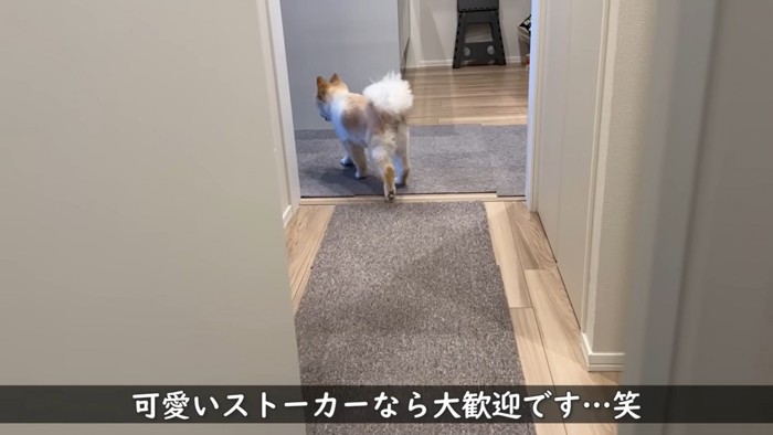 廊下を歩く犬の後姿