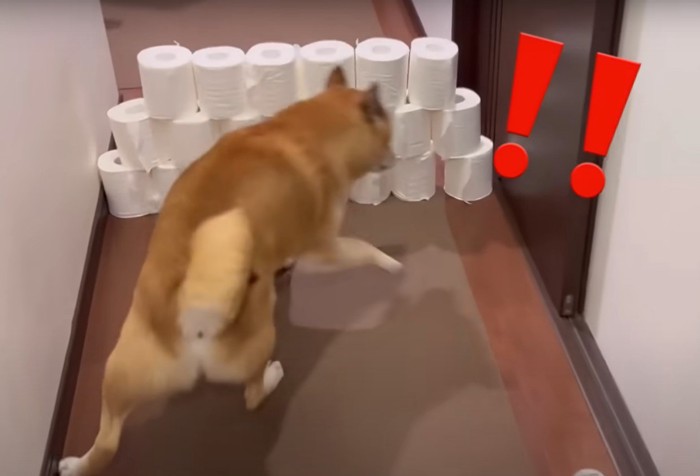 トイレットペーパーに驚く犬