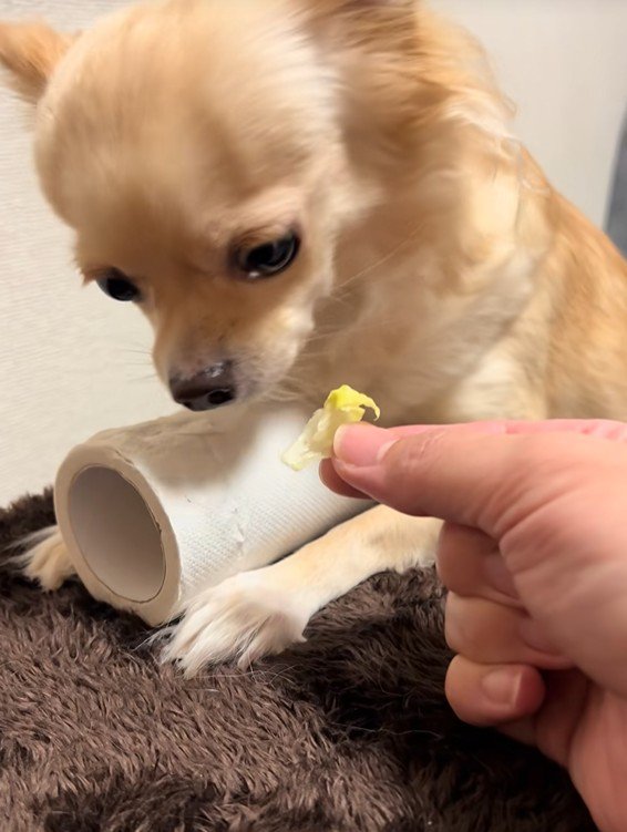 トイレットペーパーを守るジョルノちゃん3