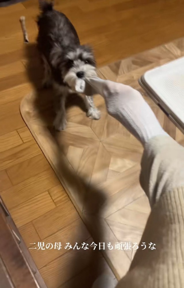 靴下を引っ張る犬