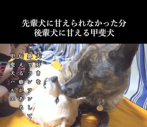 甘えん坊なハルヱちゃんの過去と現在