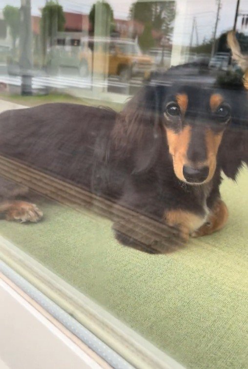 ママがお迎えに来た時のコロンちゃん6