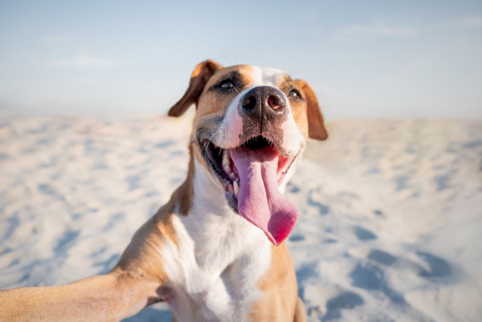 嬉しそうに笑顔を見せる犬