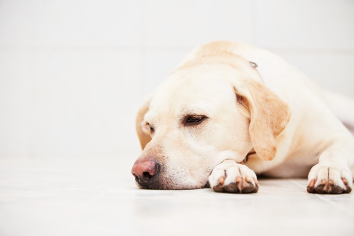 体調が悪そうな様子で床に伏せている犬