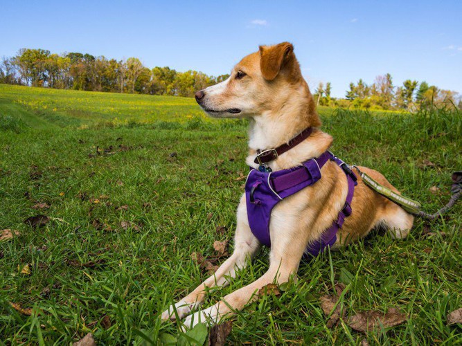 紫のハーネスベストをして地面に伏せている犬