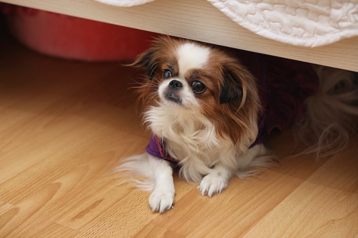 家具の下から見つめる犬