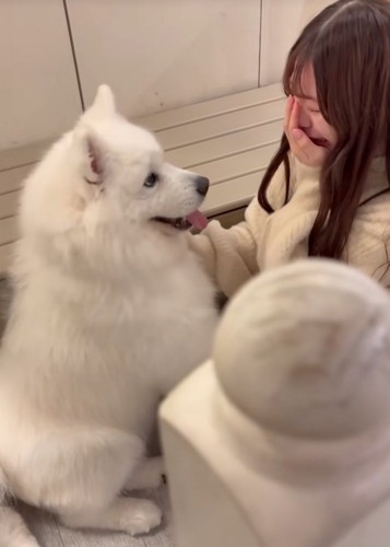 顔を見つめる大型犬