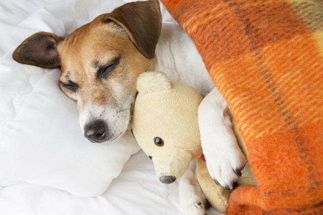 ぬいぐるみを抱えて寝ている犬