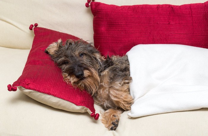 ベッドで枕を使って眠る犬