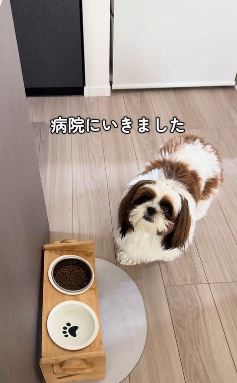 ご飯を食べないパンちゃん2