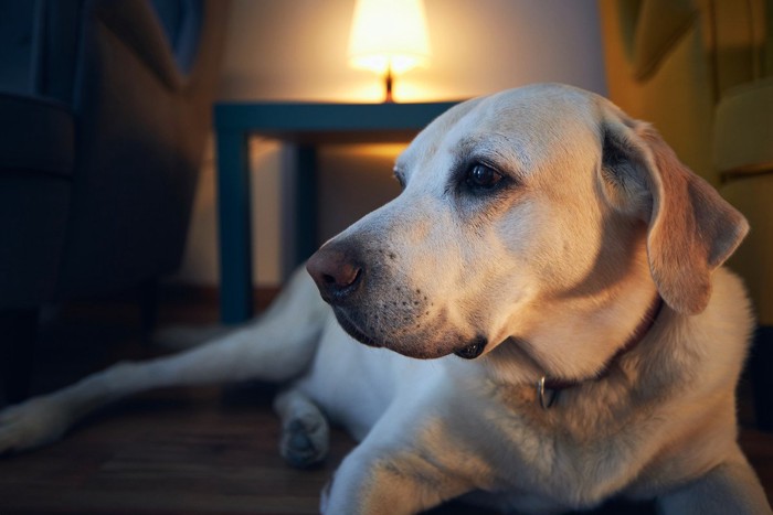 夜に起きている犬