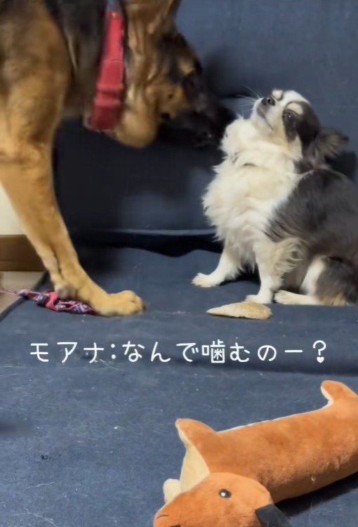 「なんで噛むの？ひどい…！」