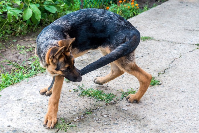 尻尾を噛む犬