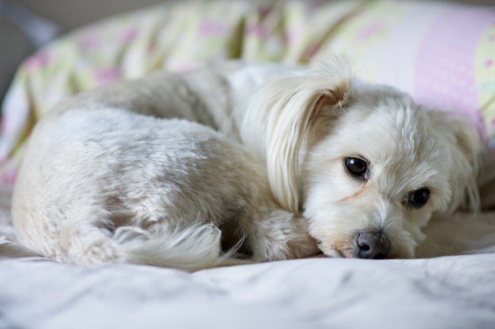 眠そうに体を丸める犬