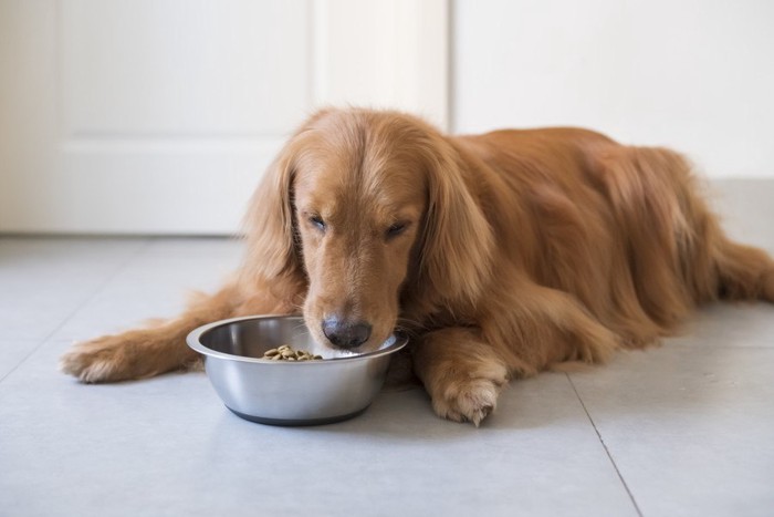 食欲のない犬