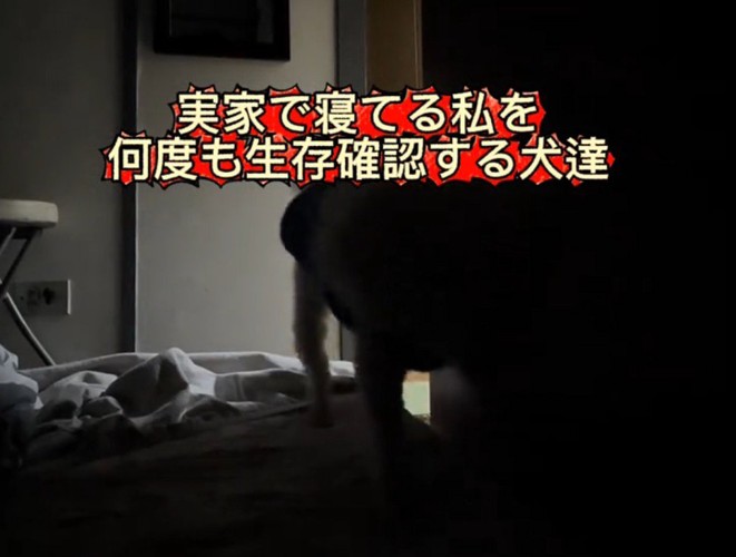 飼い主の方へ歩いてくる白い犬