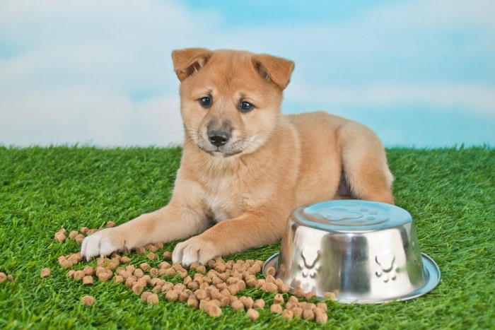 ご飯の器をひっくり返した子供の柴犬