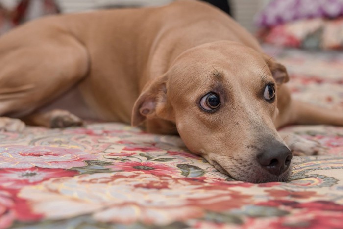 伏せをする犬