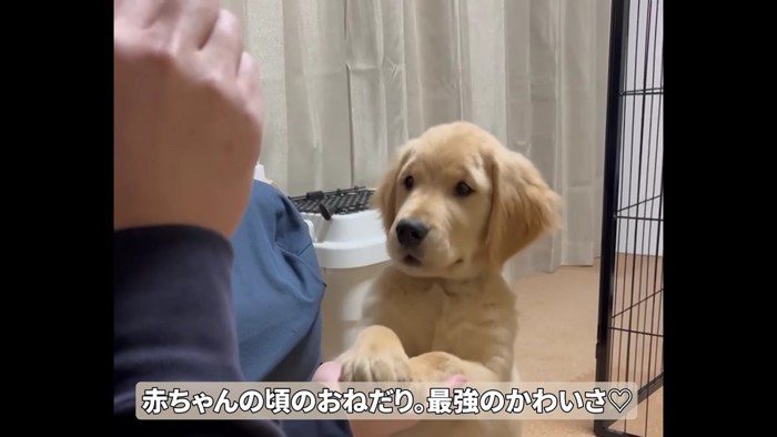 健気におねだりしていた子犬期