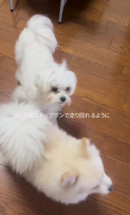 同居犬のアムちゃんと