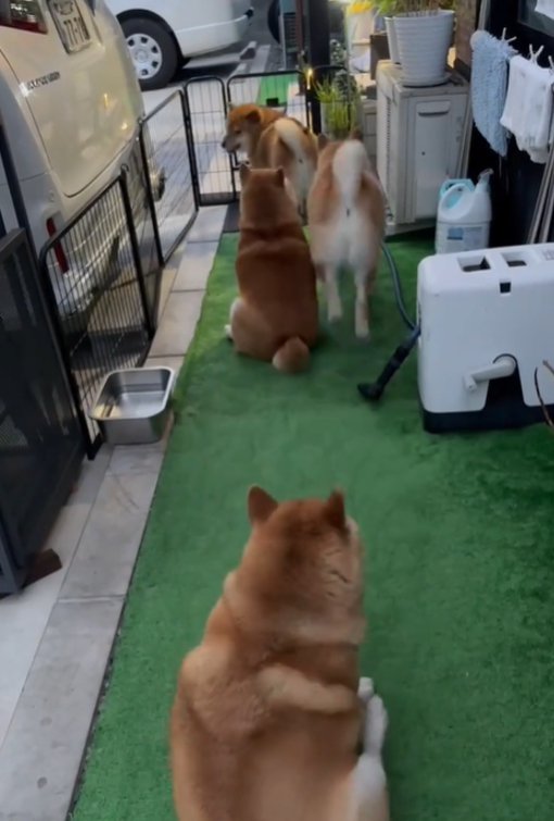 4匹の犬