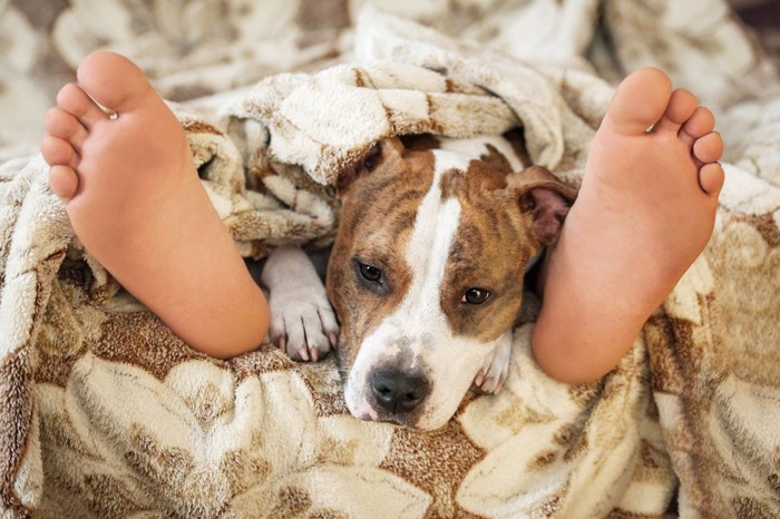 人の足の間で寝ている犬