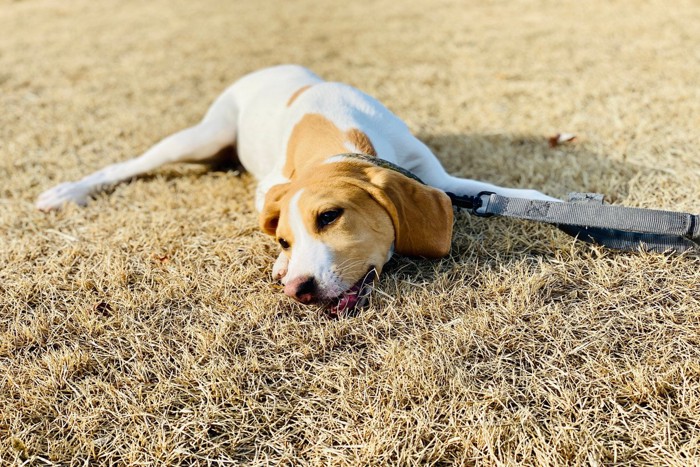 ぐったりする犬
