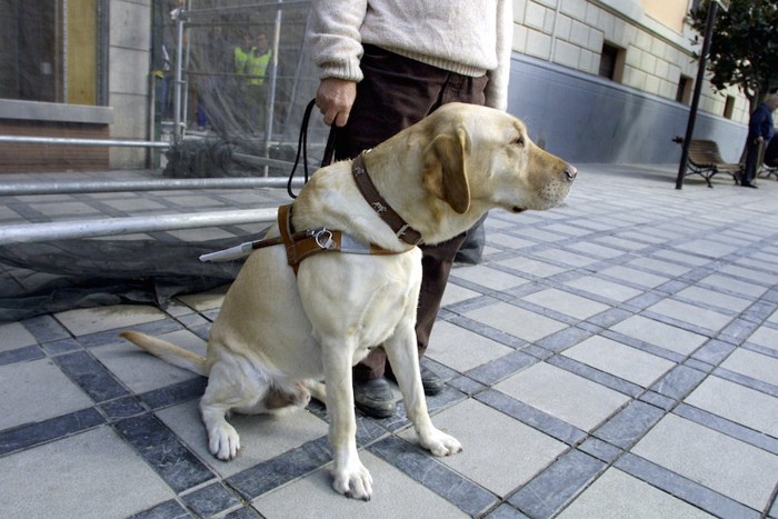 道に座る介助犬のラブラドール