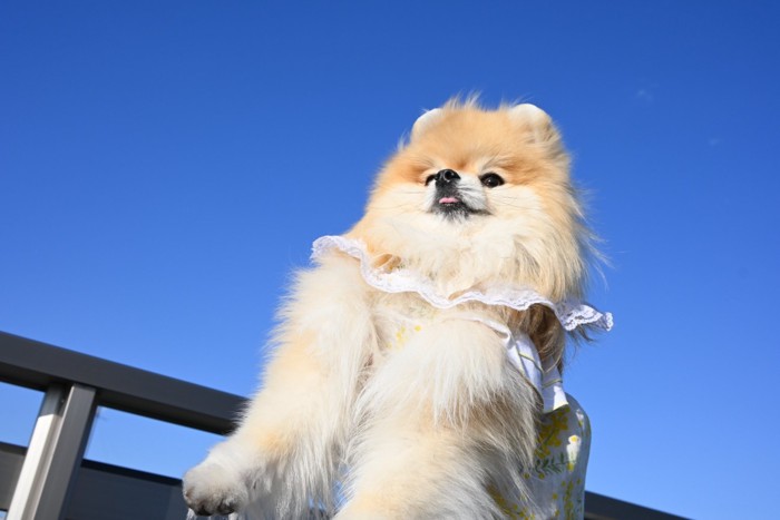 ふわふわの