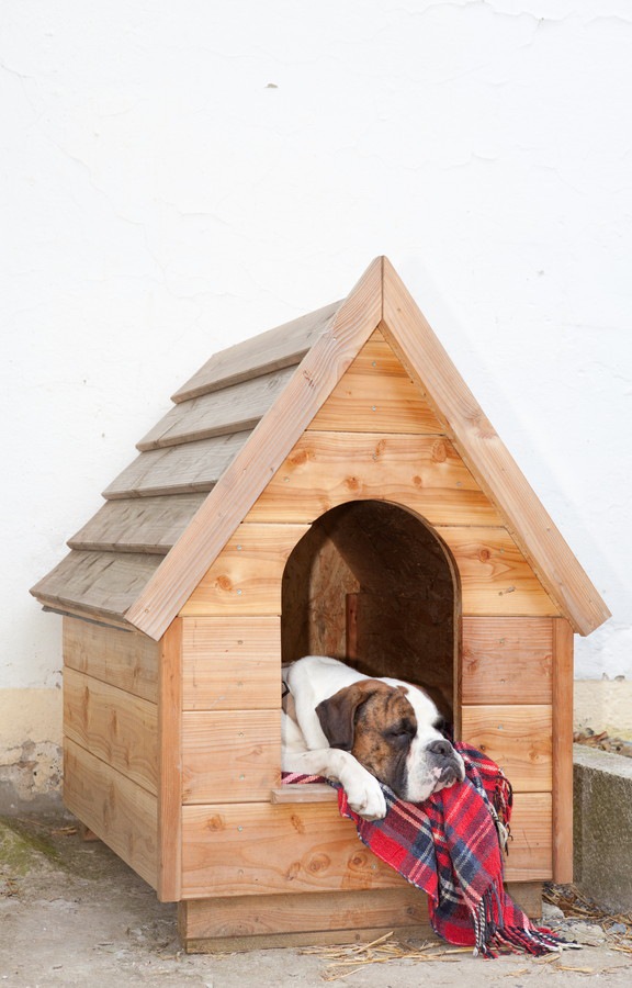 小屋で休んでる犬