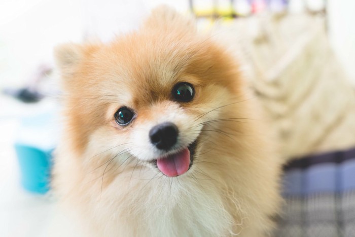 笑顔で近づいてくる犬