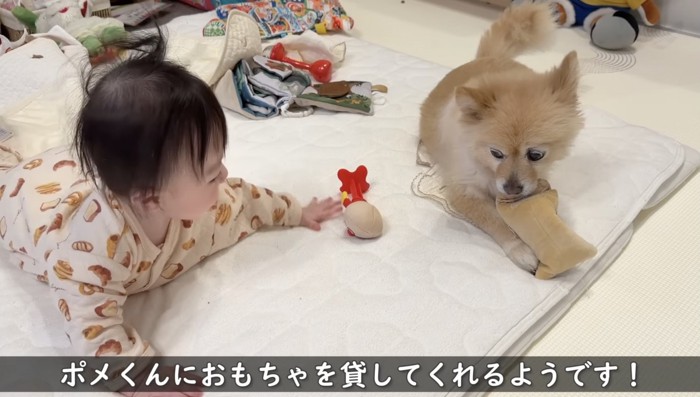 おもちゃをポメくんに