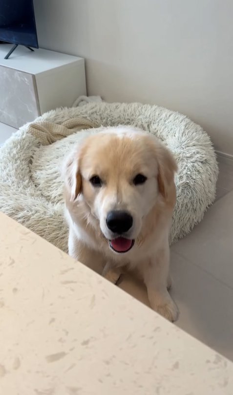 頭を下げる大型犬