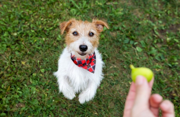 人が手に持ついちじくを見つめる犬